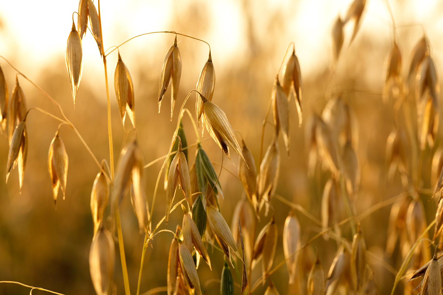 Nature Genetics项目文章 | 燕麦属超级泛基因组解密遗传多样性，助力种质资源遗传变异挖掘与利用